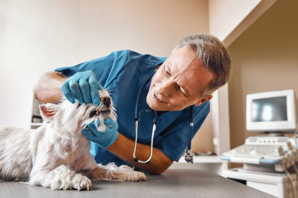 Best 24-Hour Emergency Dental Care in Manassas Park, VA